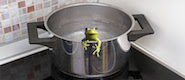 Frog in Pot Frog in Pot