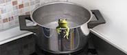 Frog in Pot